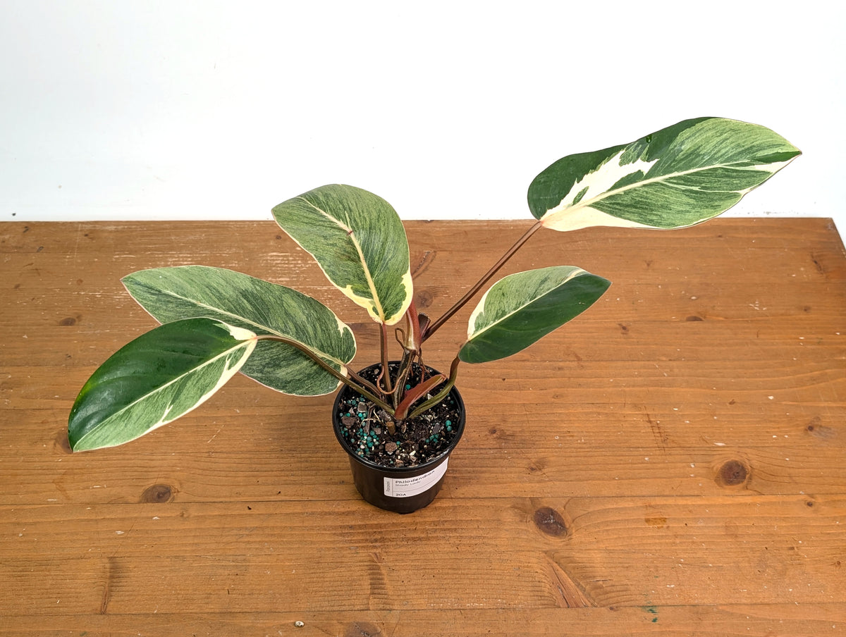 Philodendron Shady Lady - Exact Plant #20A