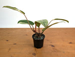 Philodendron Shady Lady - Exact Plant #20A