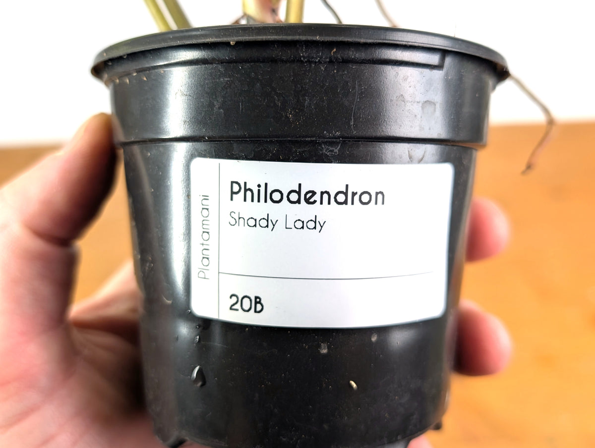 Philodendron Shady Lady - Exact Plant #20B