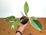 Philodendron Shady Lady - Exact Plant #20B