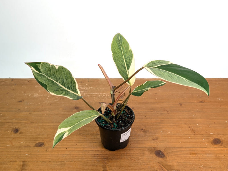 Philodendron Shady Lady - Exact Plant #20B