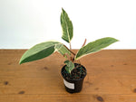 Philodendron Shady Lady - Exact Plant #20B