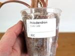 Philodendron Shady Lady - Exact Plant #20C