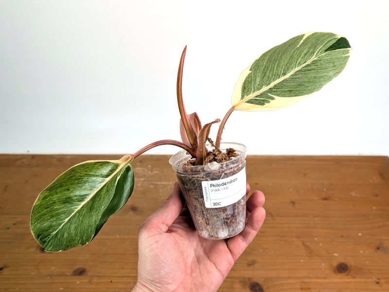 Philodendron Shady Lady - Exact Plant #20C
