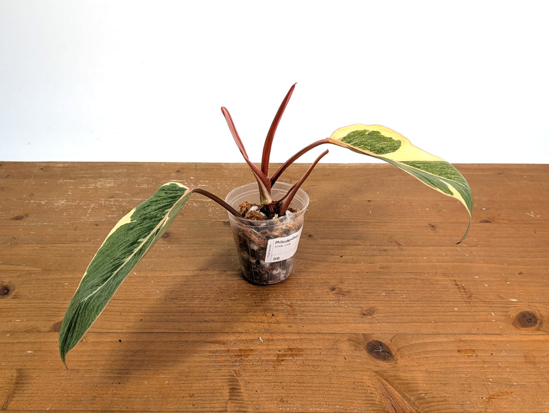 Philodendron Shady Lady - Exact Plant #20D
