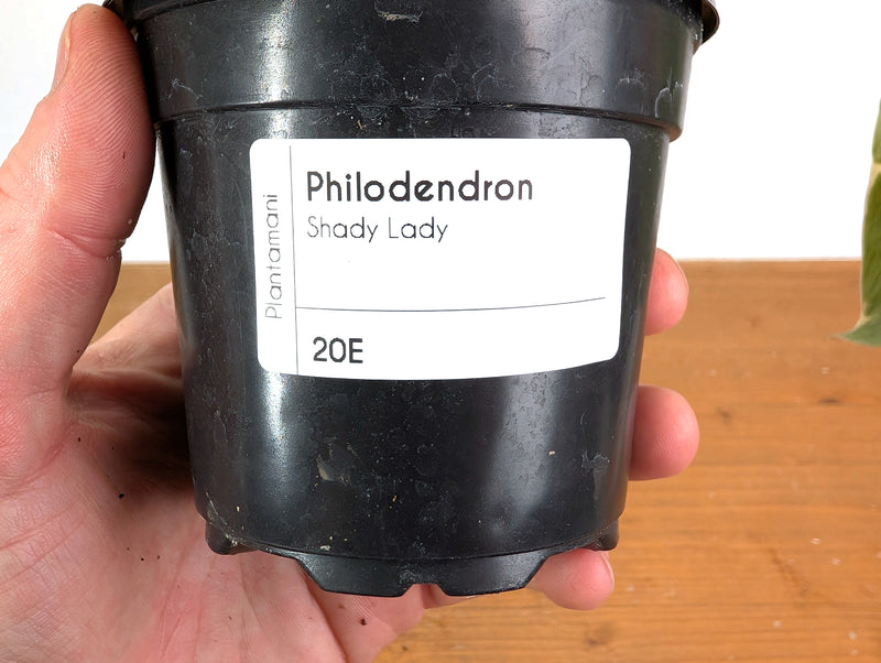 Philodendron Shady Lady - Exact Plant #20E