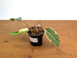 Philodendron Shady Lady - Exact Plant #20E
