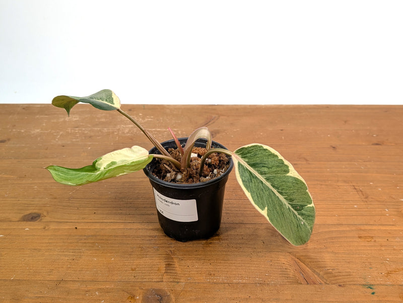 Philodendron Shady Lady - Exact Plant #20E