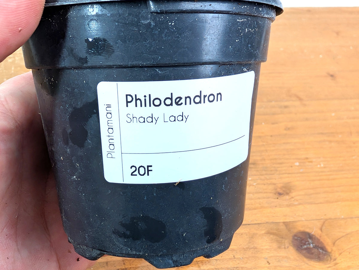 Philodendron Shady Lady - Exact Plant #20F