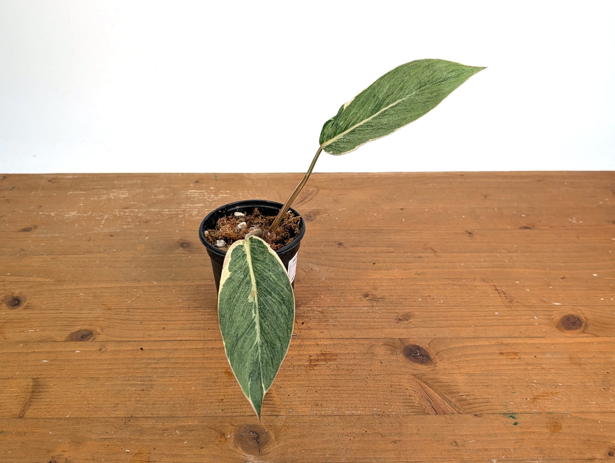 Philodendron Shady Lady - Exact Plant #20F