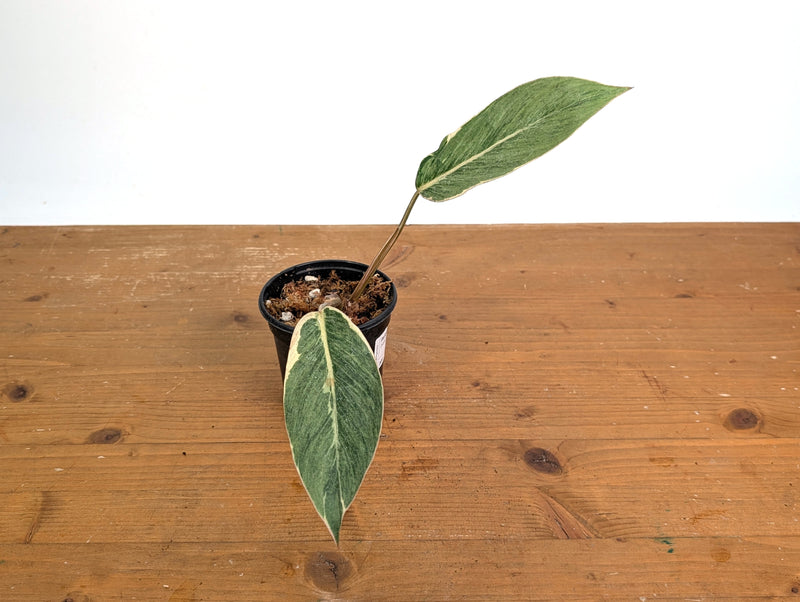 Philodendron Shady Lady - Exact Plant #20F