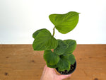 Philodendron Peru