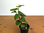 Philodendron Peru