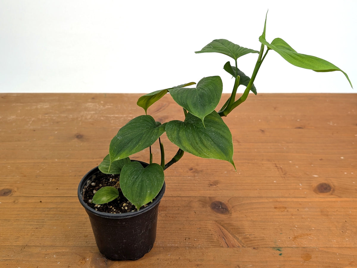 Philodendron Peru