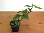 Philodendron Peru
