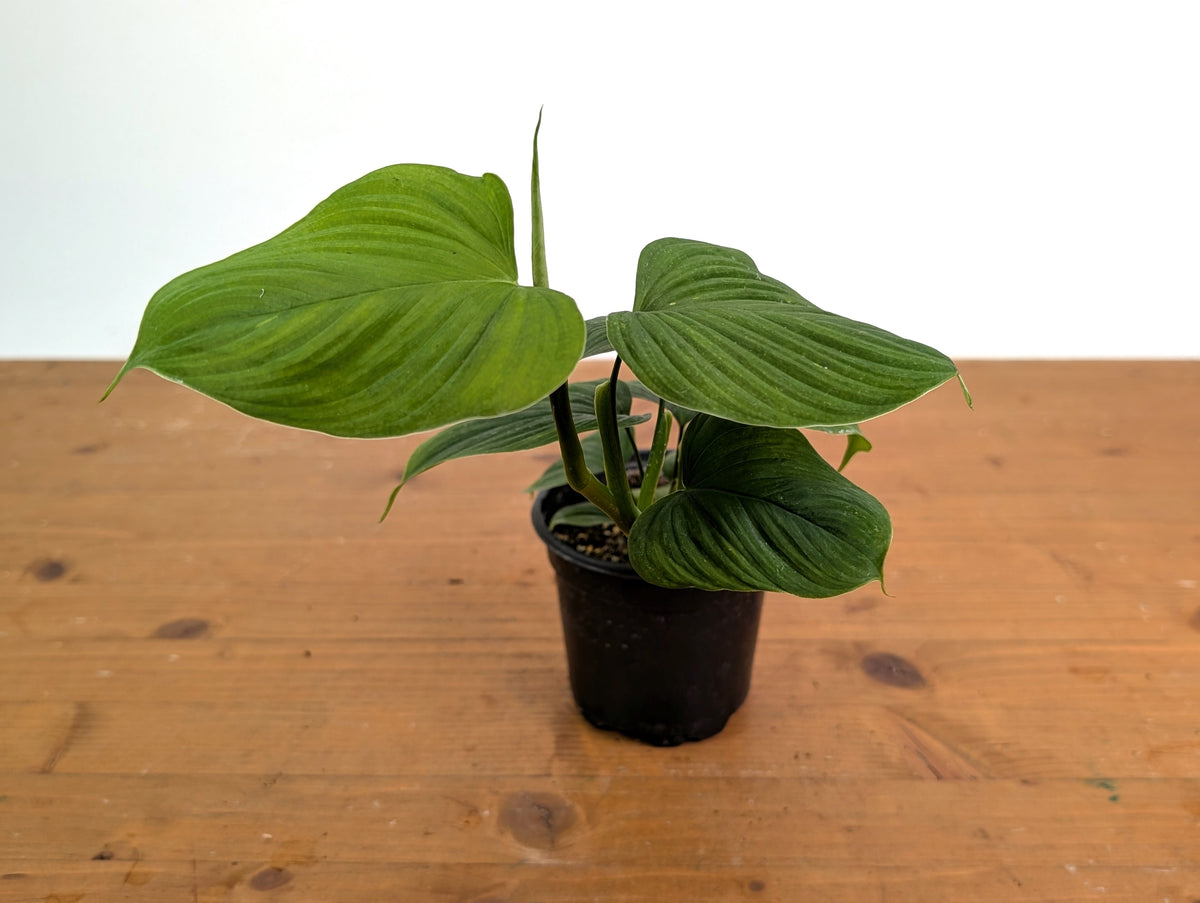 Philodendron Peru