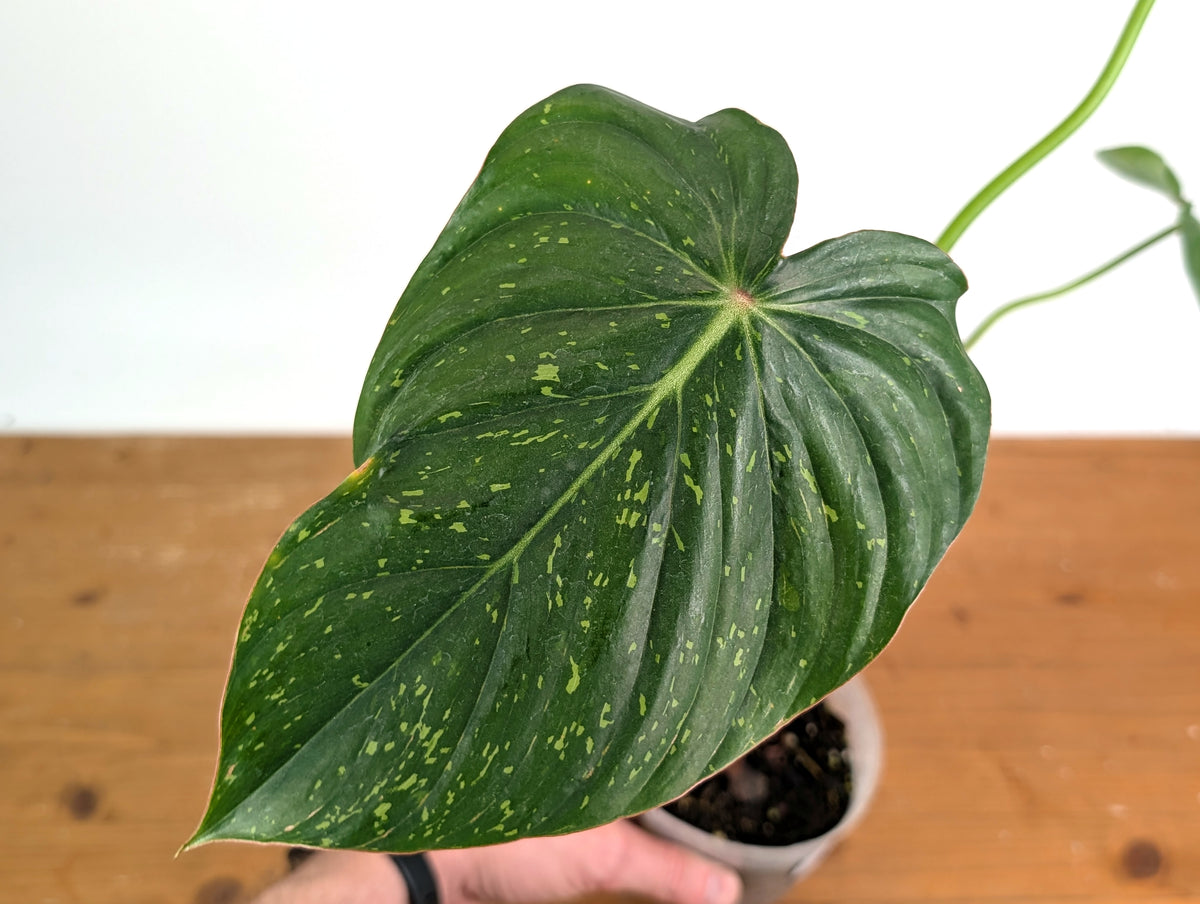 Philodendron Pastazanum Red Point Variegated - Exact Plant #20A
