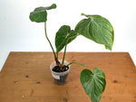 Philodendron Pastazanum Red Point Variegated - Exact Plant #20A