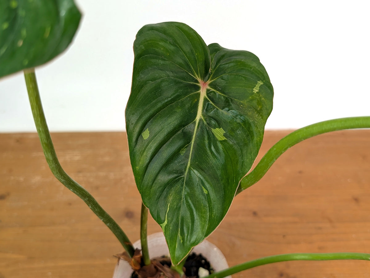 Philodendron Pastazanum Red Point Variegated - Exact Plant #20A