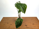 Philodendron Pastazanum Red Point Variegated - Exact Plant #20A