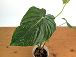 Philodendron Pastazanum Red Point Variegated - Exact Plant #20A