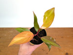 Philodendron Persimmon Princess