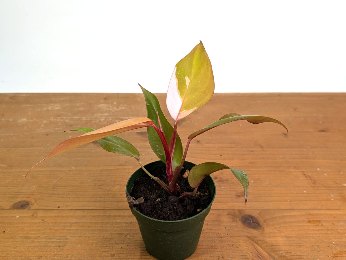 Philodendron Persimmon Princess