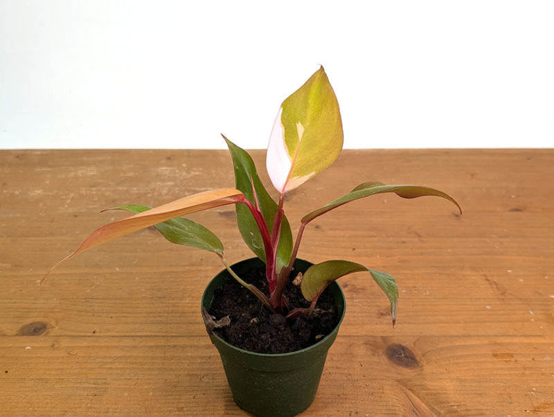 Philodendron Persimmon Princess