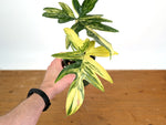 Philodendron Pedatum Variegated - Exact Plant #52A - 4 inch