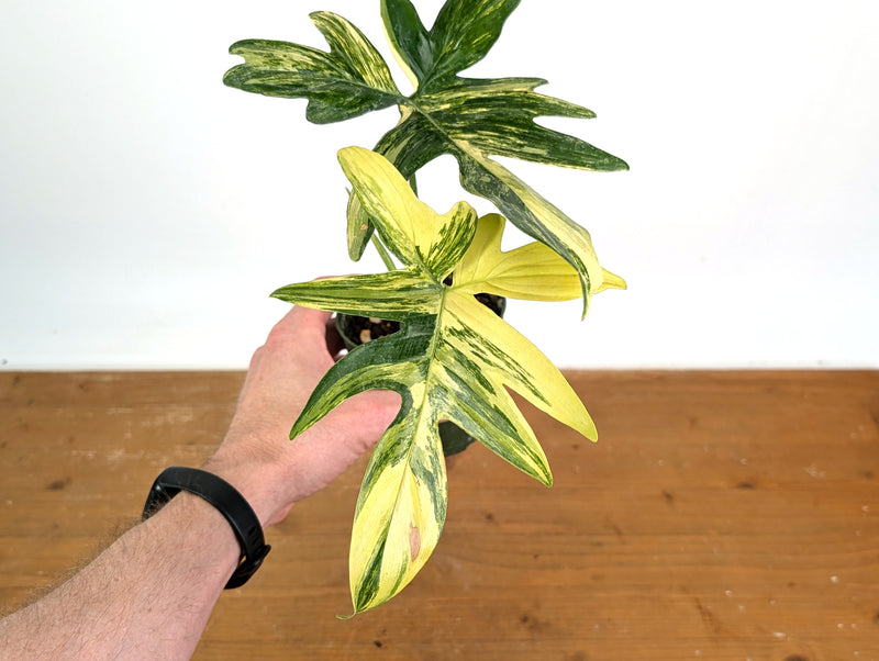 Philodendron Pedatum Variegated - Exact Plant #52A - 4 inch