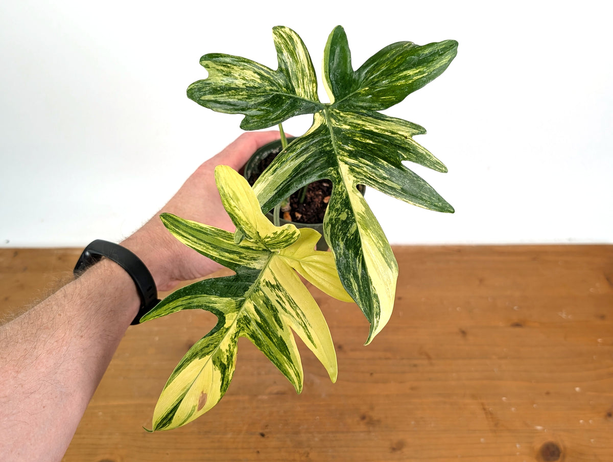 Philodendron Pedatum Variegated - Exact Plant #52A - 4 inch