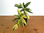Philodendron Pedatum Variegated - Exact Plant #52A - 4 inch