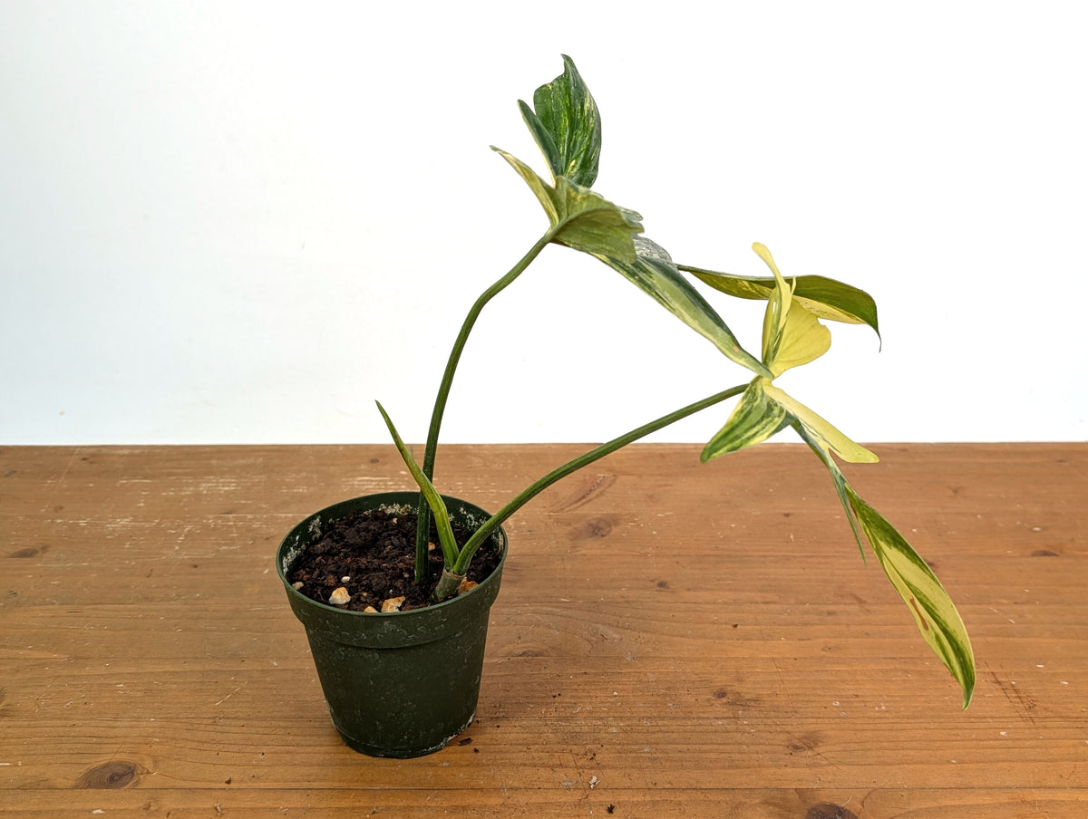 Philodendron Pedatum Variegated - Exact Plant #52A - 4 inch