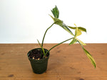Philodendron Pedatum Variegated - Exact Plant #52A - 4 inch