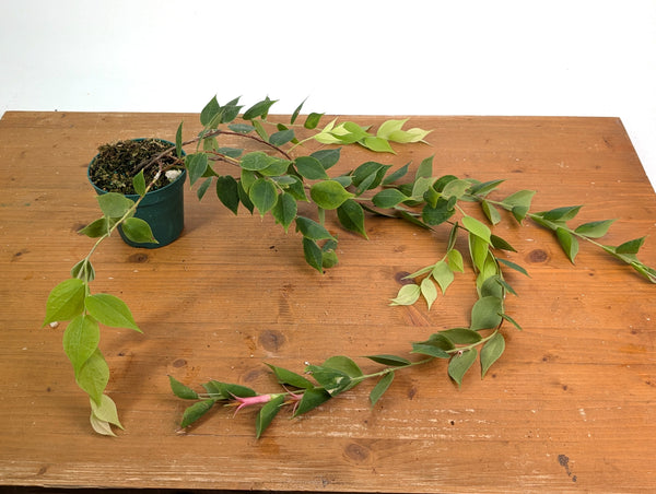 Ceratostema Gualaquizensis XL - Exact Plant #20A - 4 inch