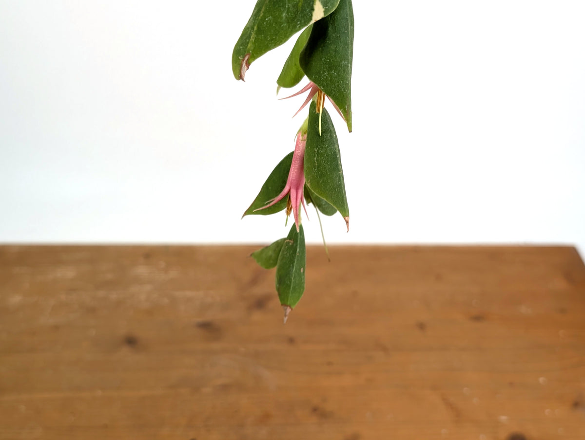 Ceratostema Gualaquizensis XL - Exact Plant #20A - 4 inch