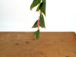 Ceratostema Gualaquizensis XL - Exact Plant #20A - 4 inch