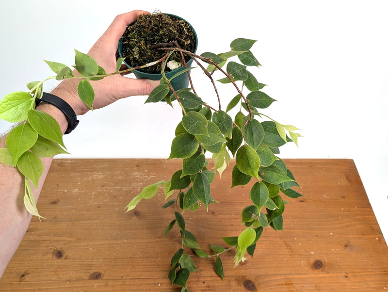 Ceratostema Gualaquizensis XL - Exact Plant #20A - 4 inch