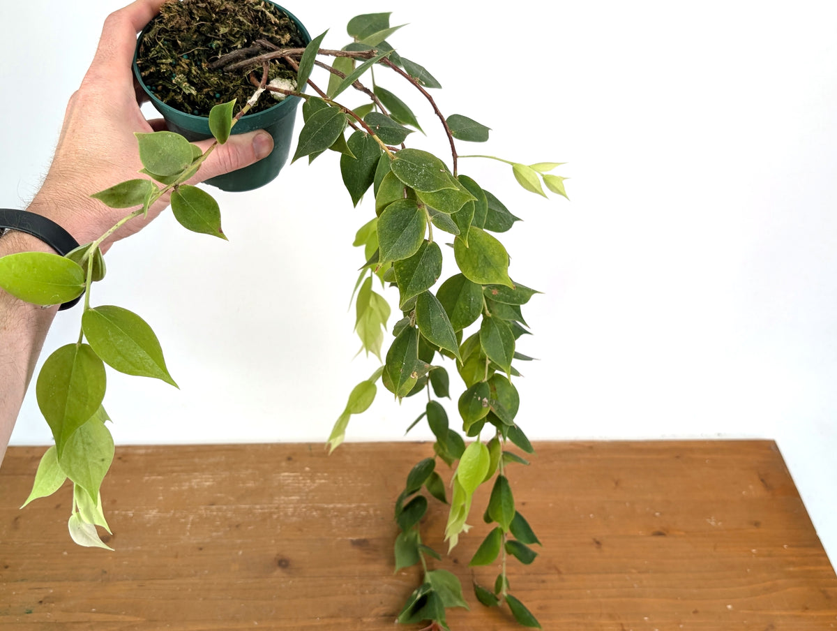Ceratostema Gualaquizensis XL - Exact Plant #20A - 4 inch