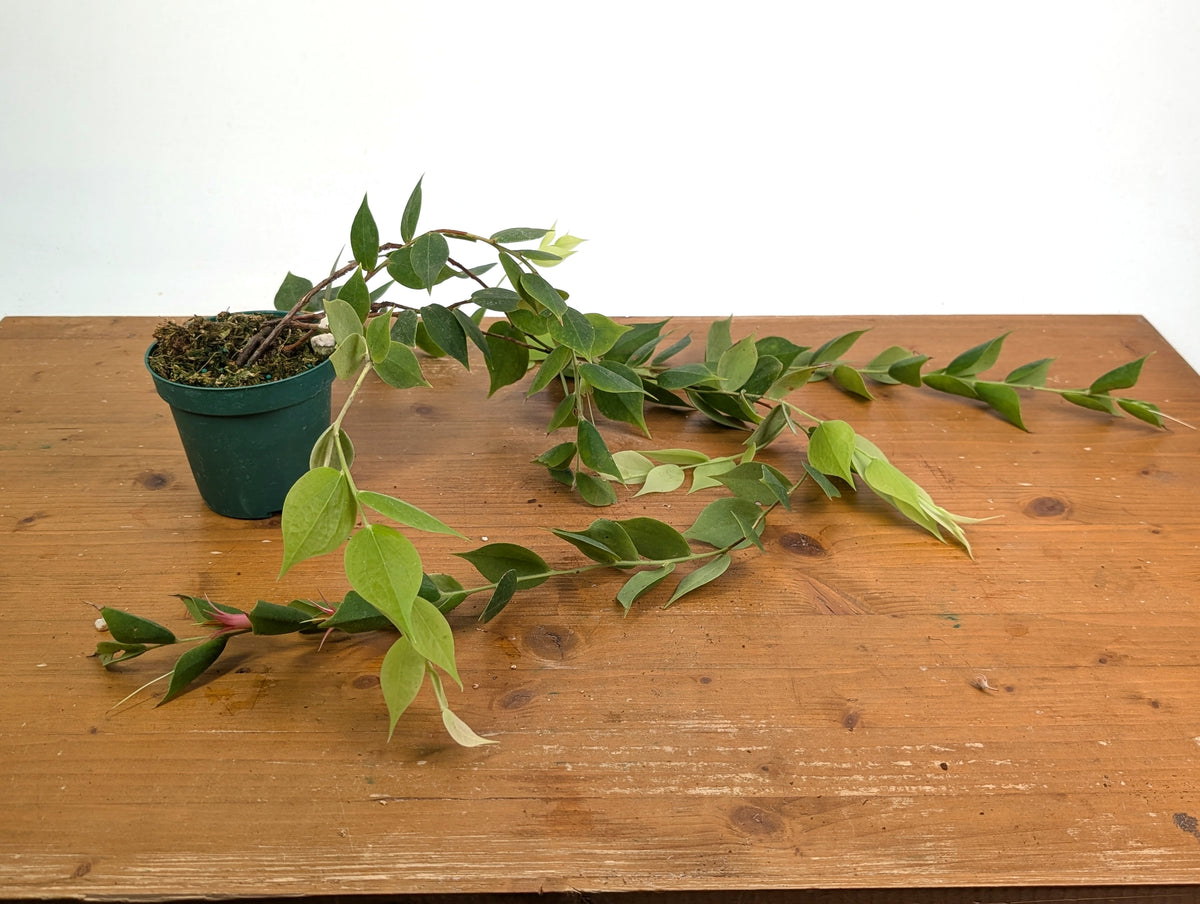Ceratostema Gualaquizensis XL - Exact Plant #20A - 4 inch