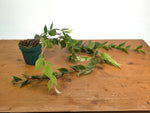 Ceratostema Gualaquizensis XL - Exact Plant #20A - 4 inch