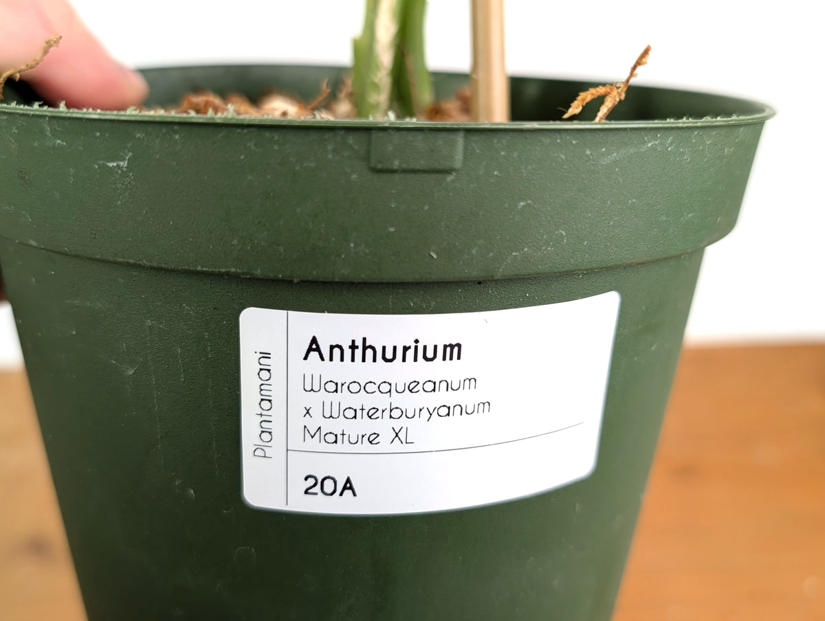 Anthurium Warocqueanum x Waterburyanum - Exact Mature Plant #20A