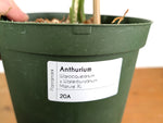 Anthurium Warocqueanum x Waterburyanum - Exact Mature Plant #20A