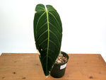 Anthurium Warocqueanum x Waterburyanum - Exact Mature Plant #20A