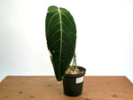 Anthurium Warocqueanum x Waterburyanum - Exact Mature Plant #20A