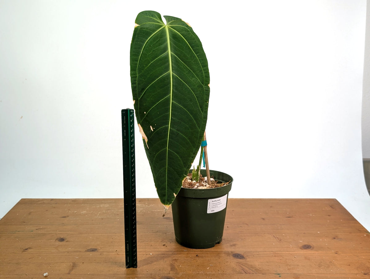 Anthurium Warocqueanum x Waterburyanum - Exact Mature Plant #20A