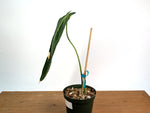 Anthurium Warocqueanum x Waterburyanum - Exact Mature Plant #20A
