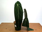 Anthurium Warocqueanum - Exact Plant #19A - Mature 6 inch Pot