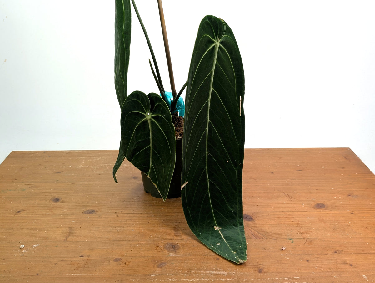 Anthurium Warocqueanum - Exact Plant #19A - Mature 6 inch Pot