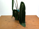 Anthurium Warocqueanum - Exact Plant #19A - Mature 6 inch Pot